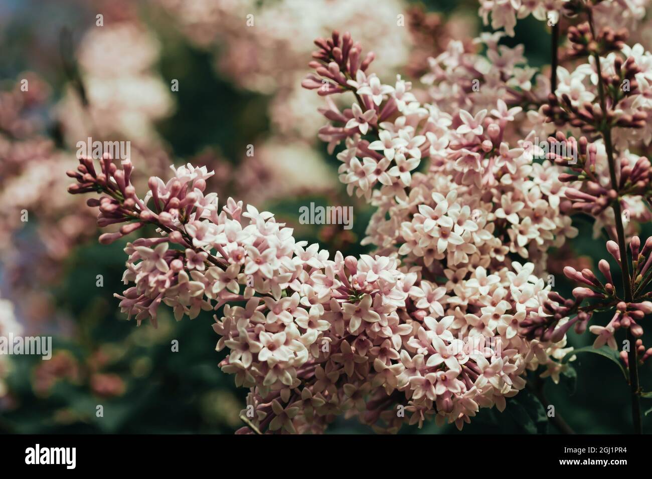 Belle branche de lilas rose avec fleurs et bourgeons dans le jardin d'été Banque D'Images