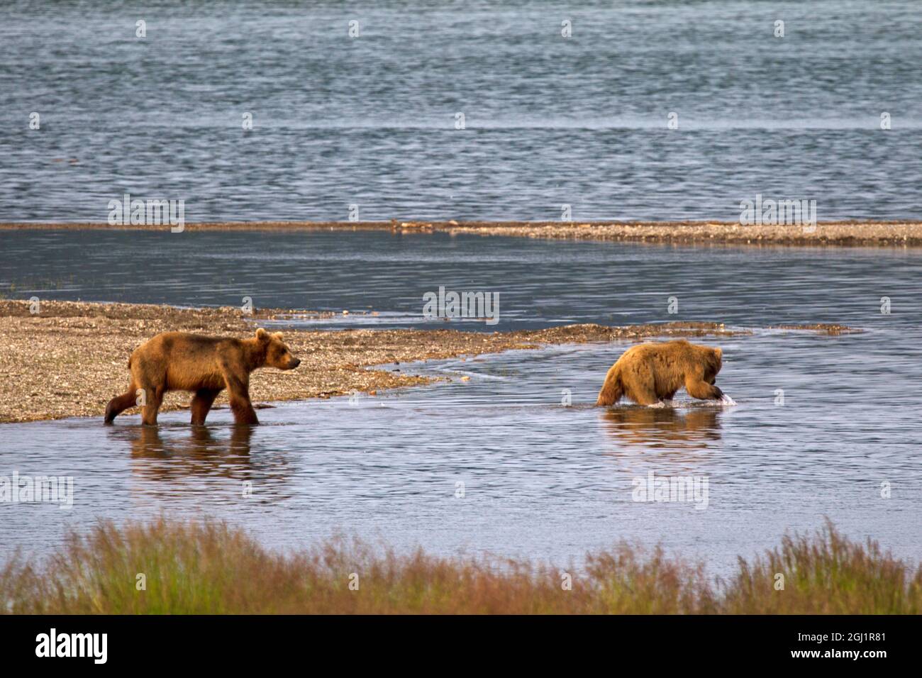 Etats-Unis, Alaska, Katmai. Petits grizzlis explorant la rivière. Banque D'Images