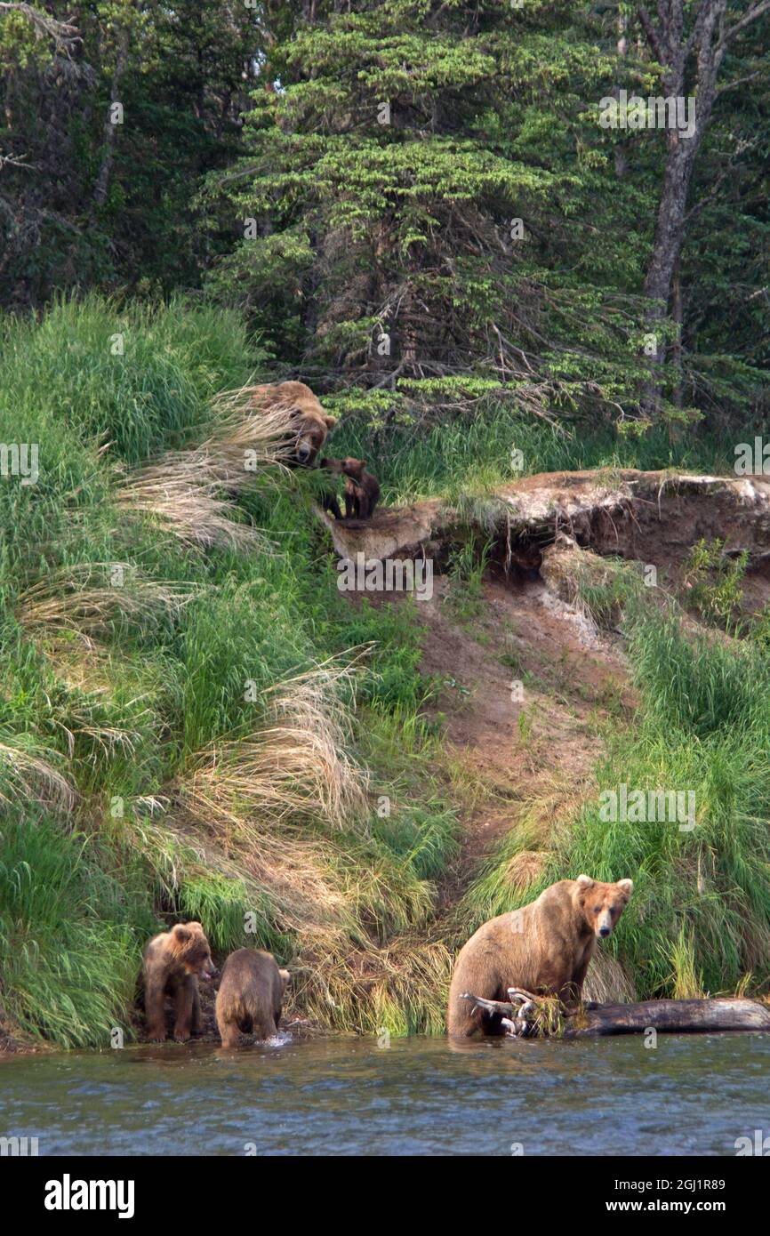 Etats-Unis, Alaska, Katmai. Truies grizzlis et petits de la première année sur les berges de la rivière. Banque D'Images