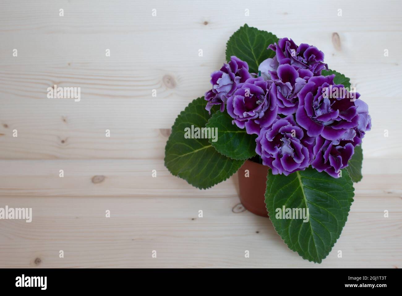 Magnifique fleur de Gloxinia violette sur fond en bois Photo Stock - Alamy