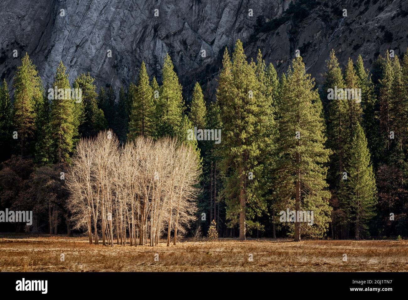 États-Unis, Californie, parc national de Yosemite, arbres de cotonwood Ahwahnee Meadow Banque D'Images