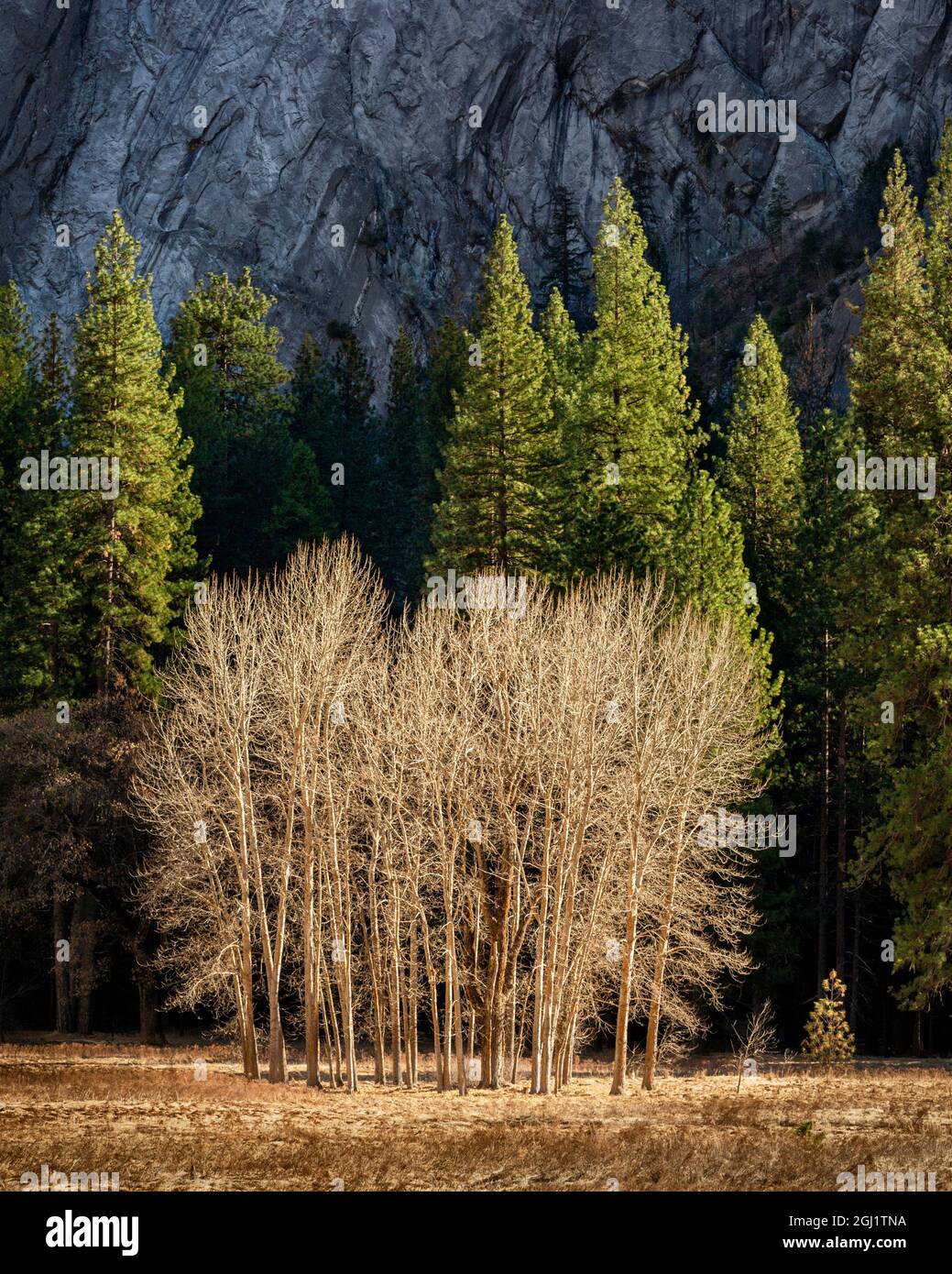 États-Unis, Californie, parc national de Yosemite, arbres de cotonwood Ahwahnee Meadow Banque D'Images