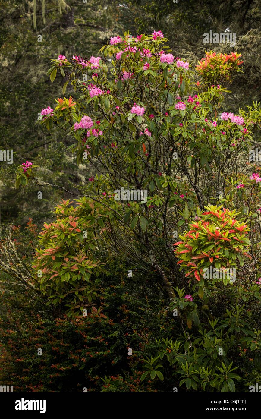 Rhododendron, Redwood National and State Park, Californie Banque D'Images