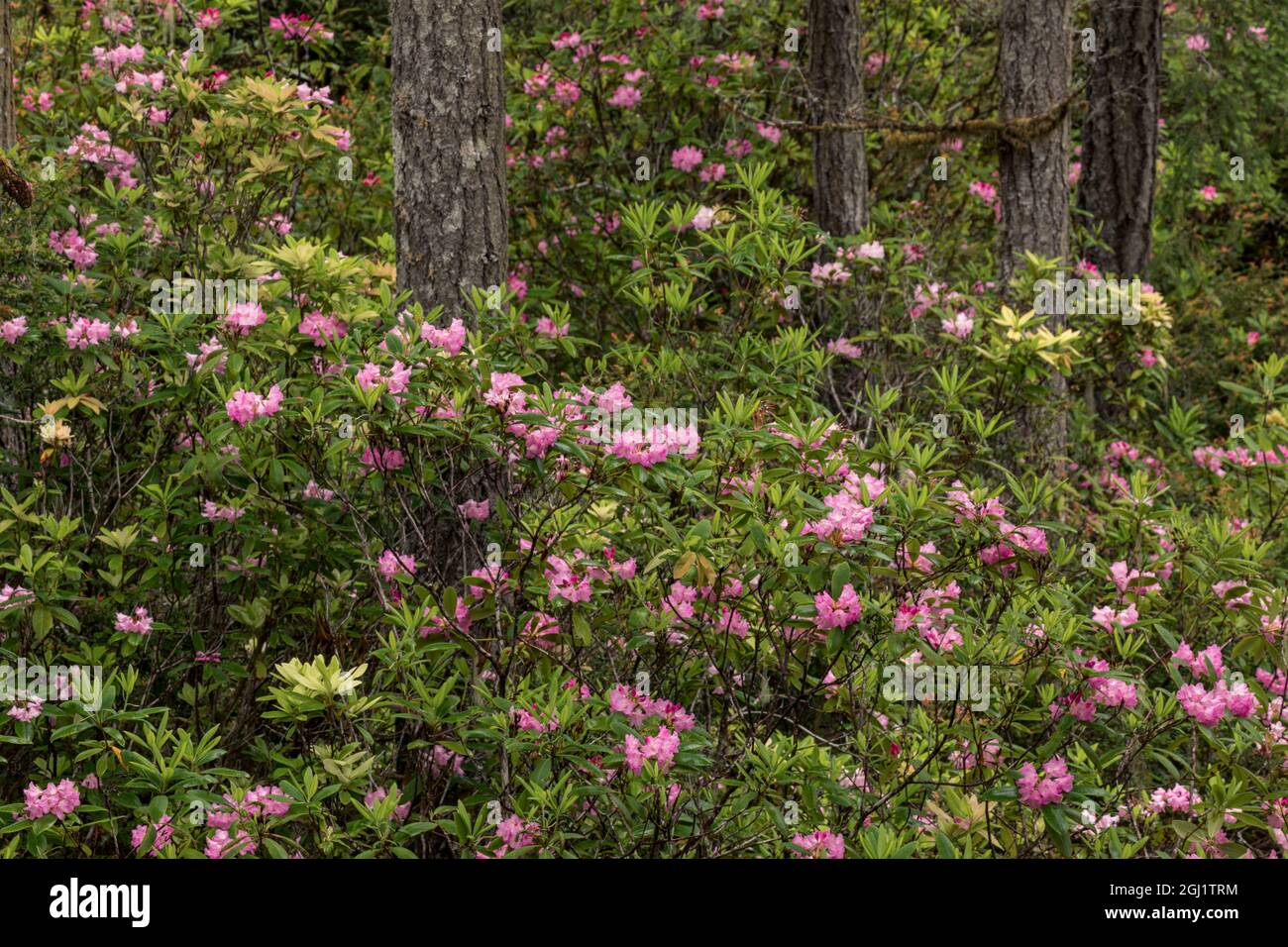 Rhododendron, Redwood National and State Park, Californie Banque D'Images