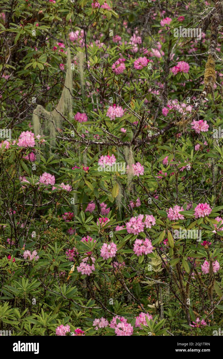 Rhododendron, Redwood National and State Park, Californie Banque D'Images
