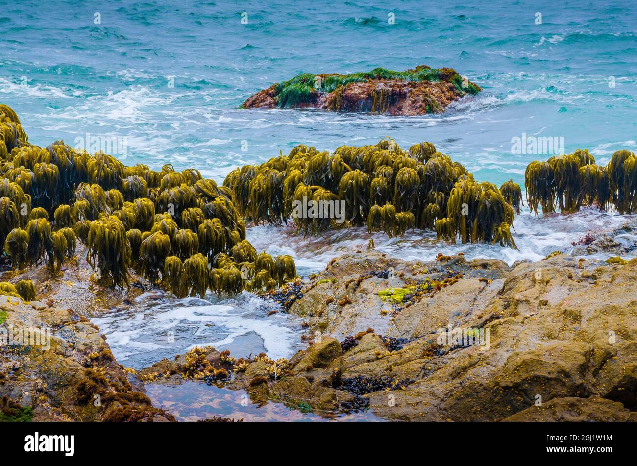 Varech dans la région de Tidal de Bean Hollow Beach, Californie, États-Unis Banque D'Images