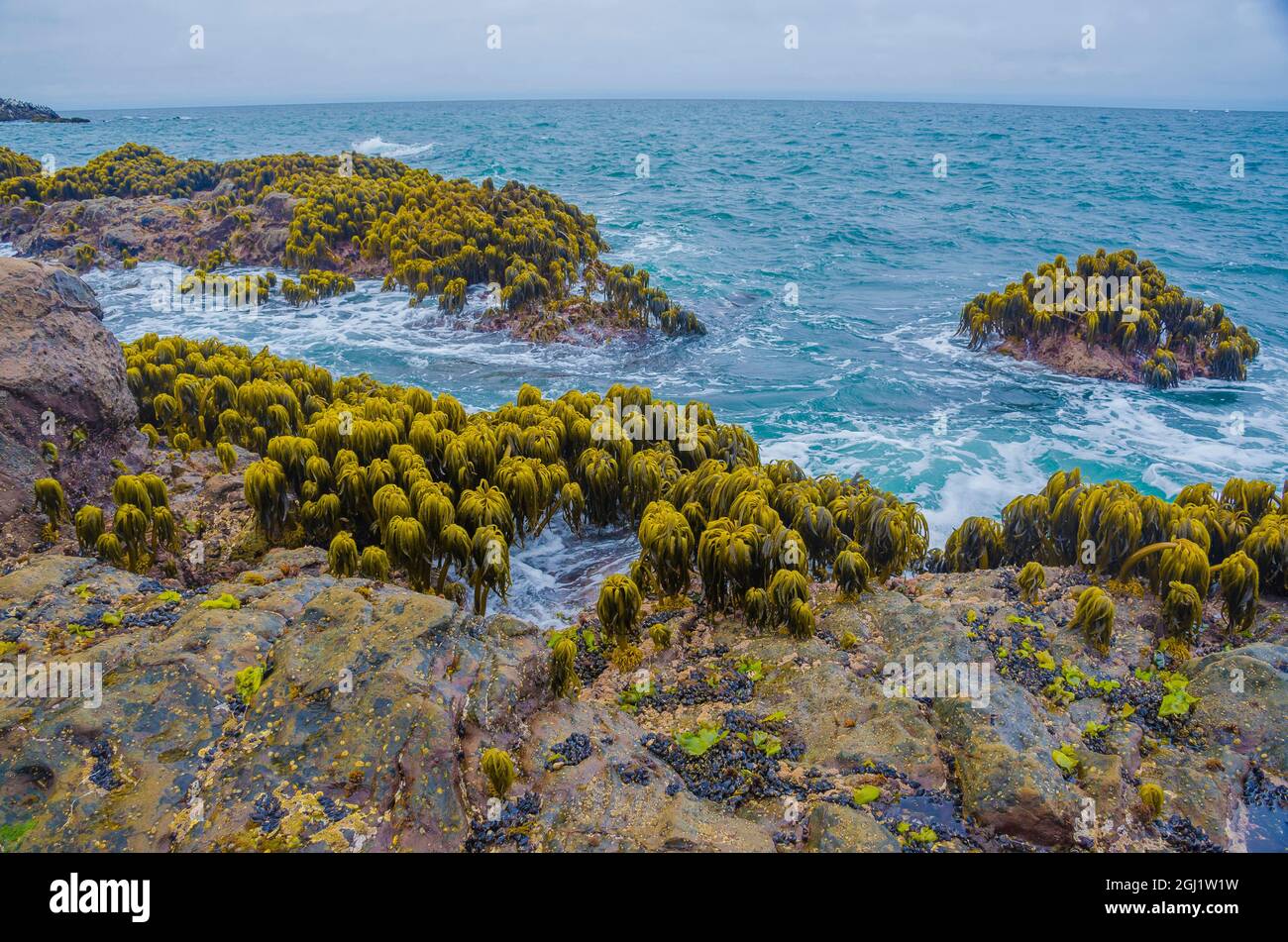 Varech dans la région de Tidal de Bean Hollow Beach, Californie, États-Unis Banque D'Images