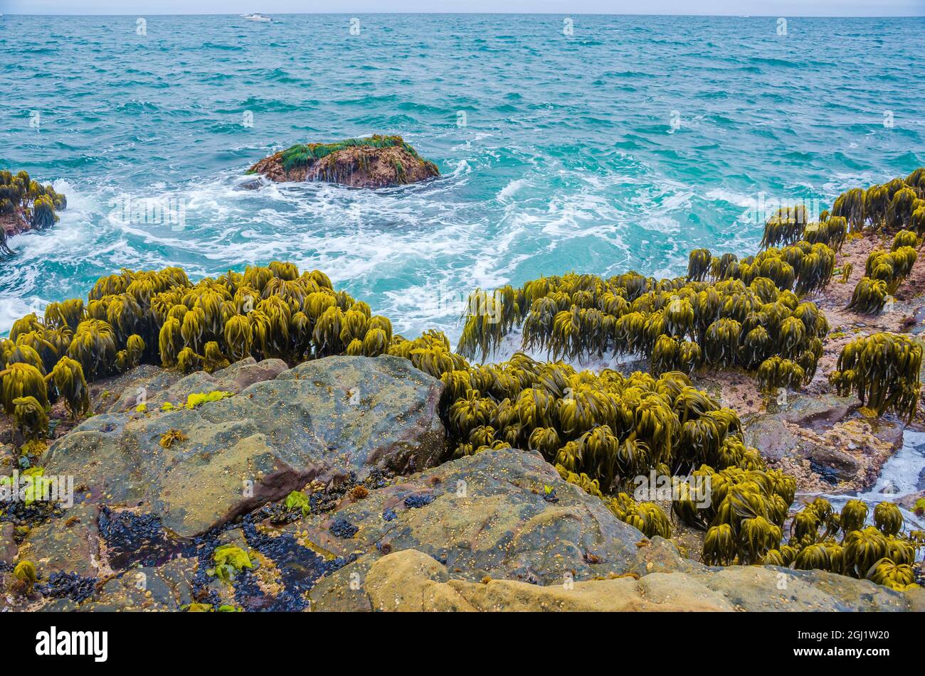 Varech dans la région de Tidal de Bean Hollow Beach, Californie, États-Unis Banque D'Images