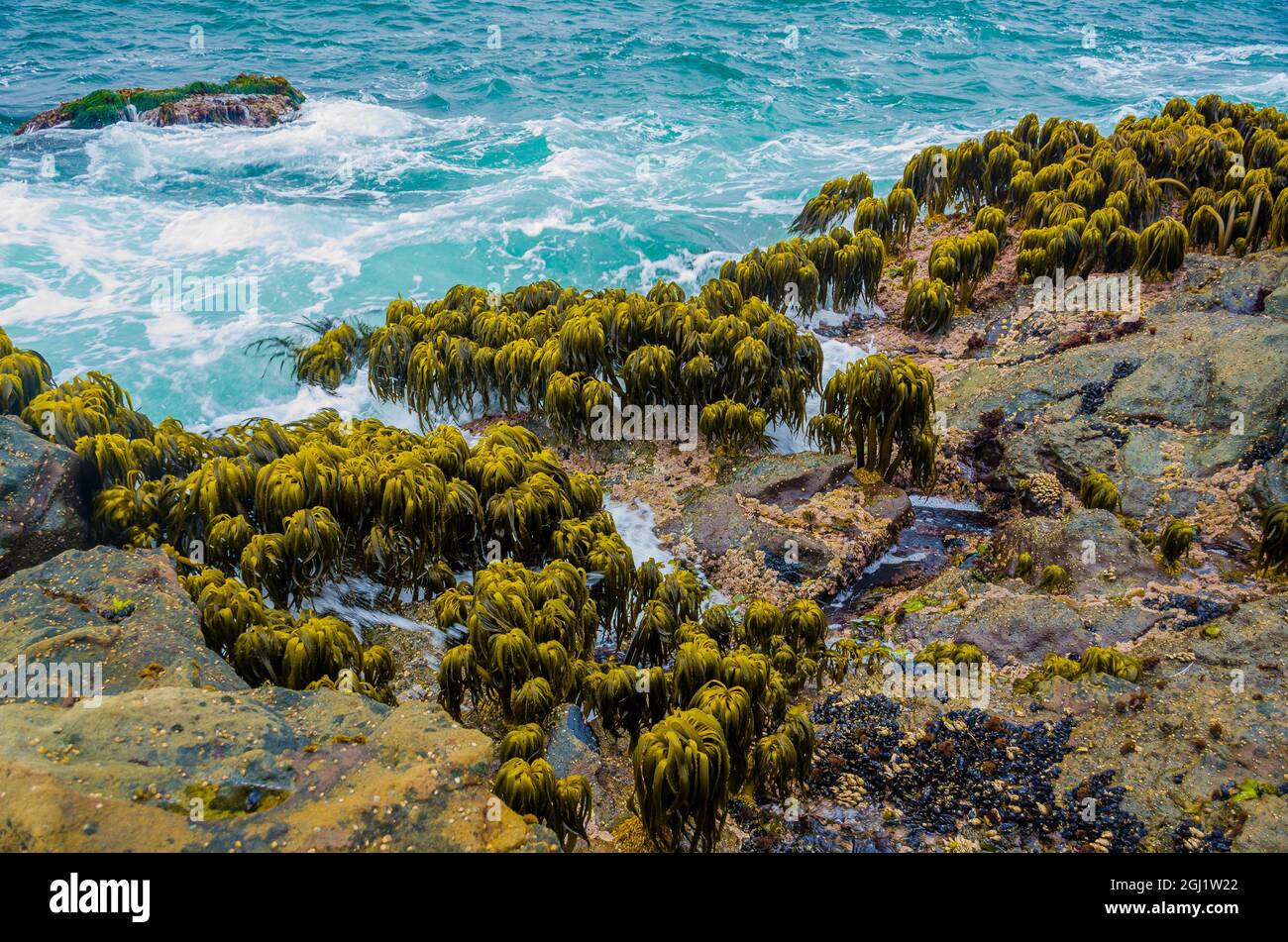 Varech dans la région de Tidal de Bean Hollow Beach, Californie, États-Unis Banque D'Images