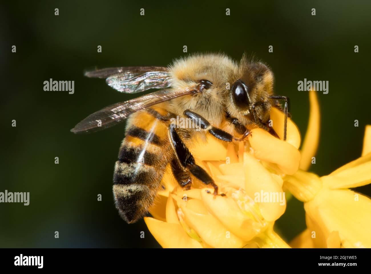 États-Unis, Californie. Abeille sur fleur. Credit AS: Christopher Talbot Frank / Galerie Jaynes / DanitaDelimont.com Banque D'Images