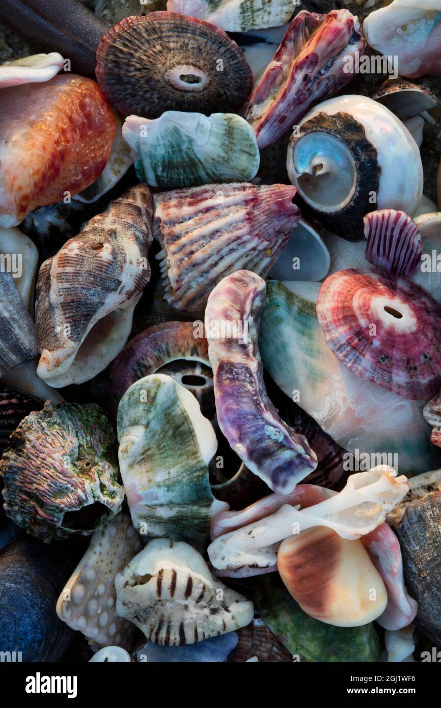 États-unis, Californie, La Jolla. Les coquillages sur la plage. En tant que crédit : Christopher Talbot Frank / Jaynes Gallery / DanitaDelimont.com Banque D'Images