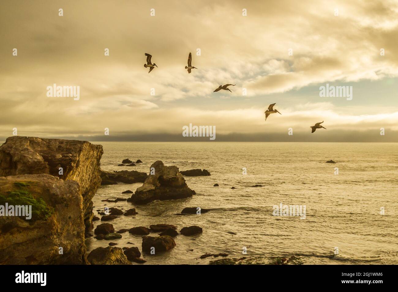 États-Unis, Californie, comté de San Luis Obispo. Pélicans bruns en vol au-dessus de Shell Beach. Crédit : Cathy & Gordon Illg / Jaynes Gallery / DanitaDelimont.c Banque D'Images