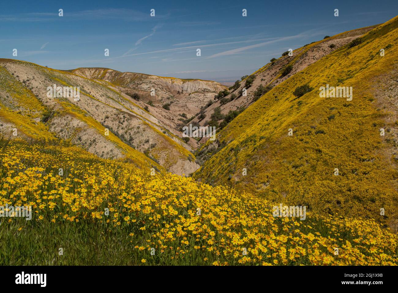 Californie, États-Unis. La chaîne et la vallée de Temblor sont couvertes de  pâquerettes à flanc de colline, monument national de Carrizo Plain Photo  Stock - Alamy