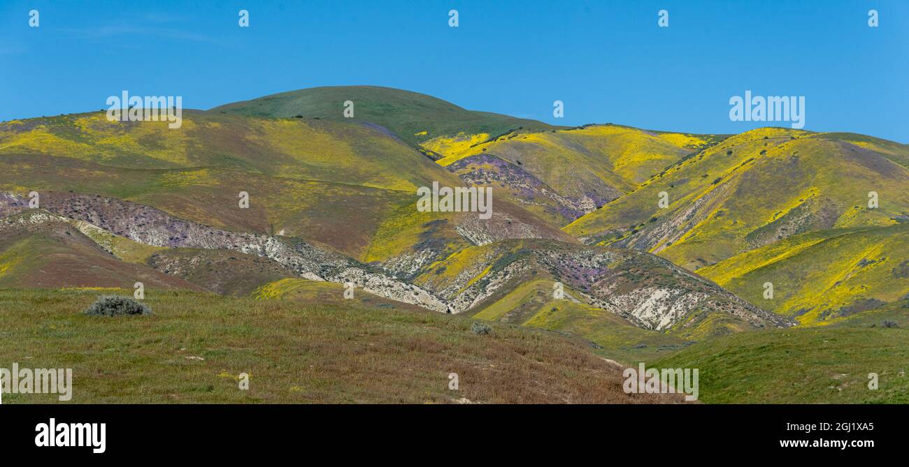 Californie, États-Unis. Panoramique de la chaîne et de la vallée de Temblor  sont couvertes de pâquerettes à flanc de colline et de fleurs sauvages de  Phacelia, monument national de Carrizo Plain Photo