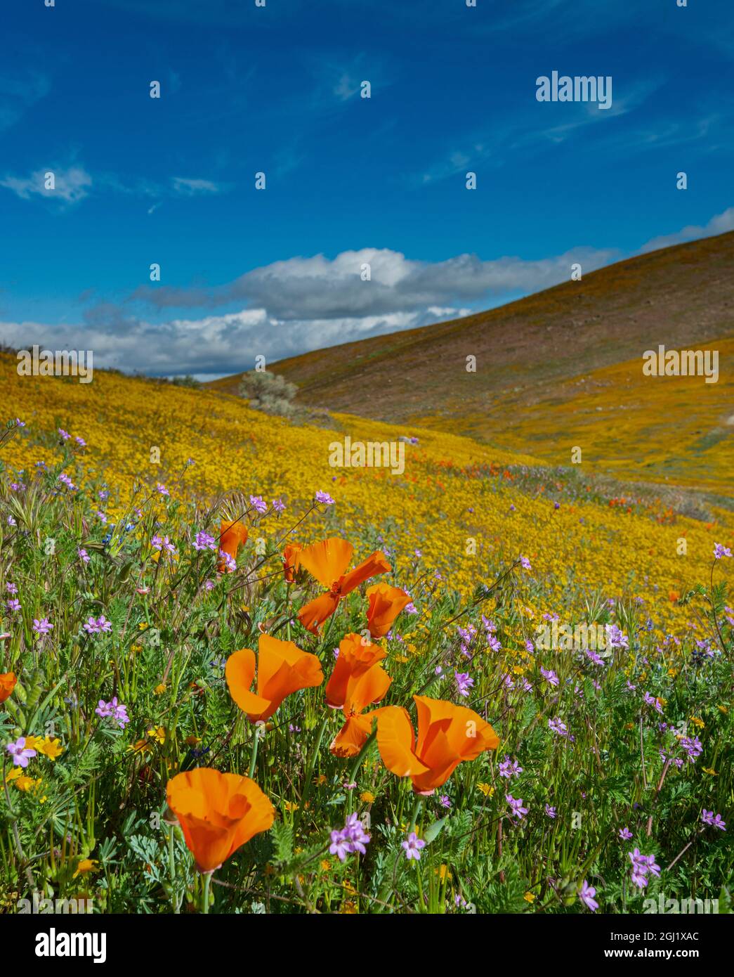 États-Unis, Californie. Les coquelicots de Californie, les filarees et les champs d'or superfleurissent, près de Lancaster, en Californie Banque D'Images