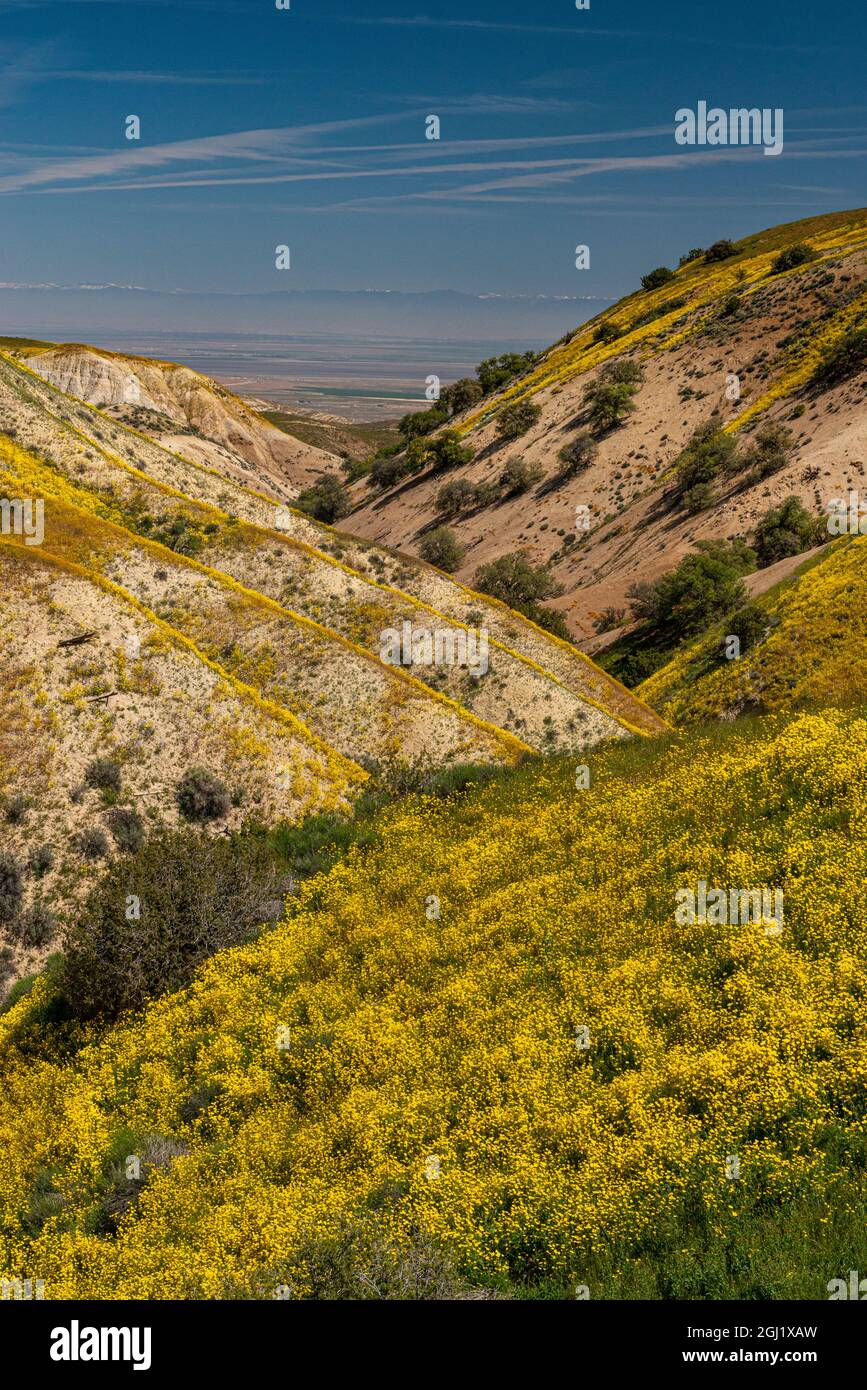 Colline Marguerite et ciel bleu au Carrizo Plain National Monument, Californie Banque D'Images