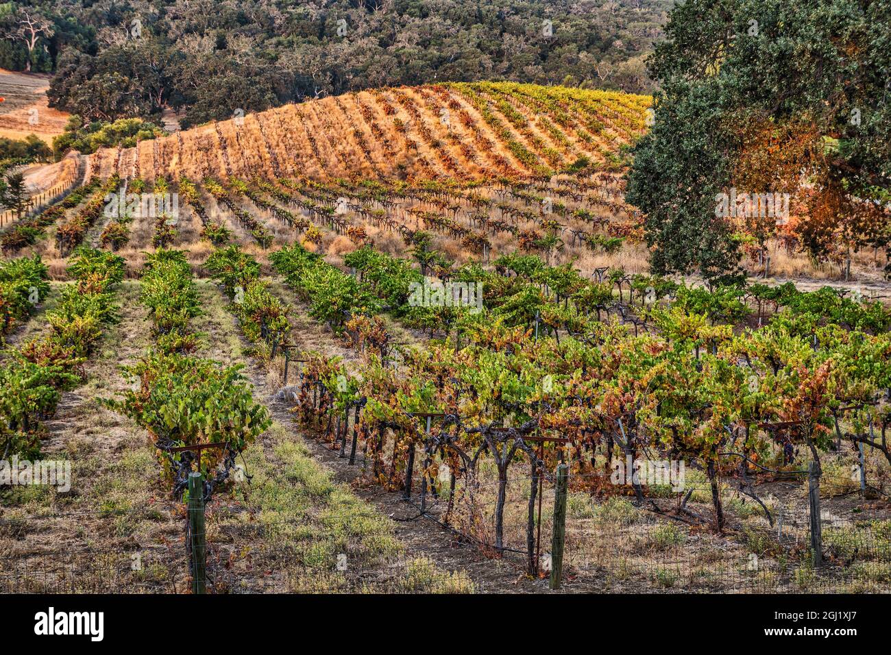 Vignobles, Paso Robles, Californie. Banque D'Images