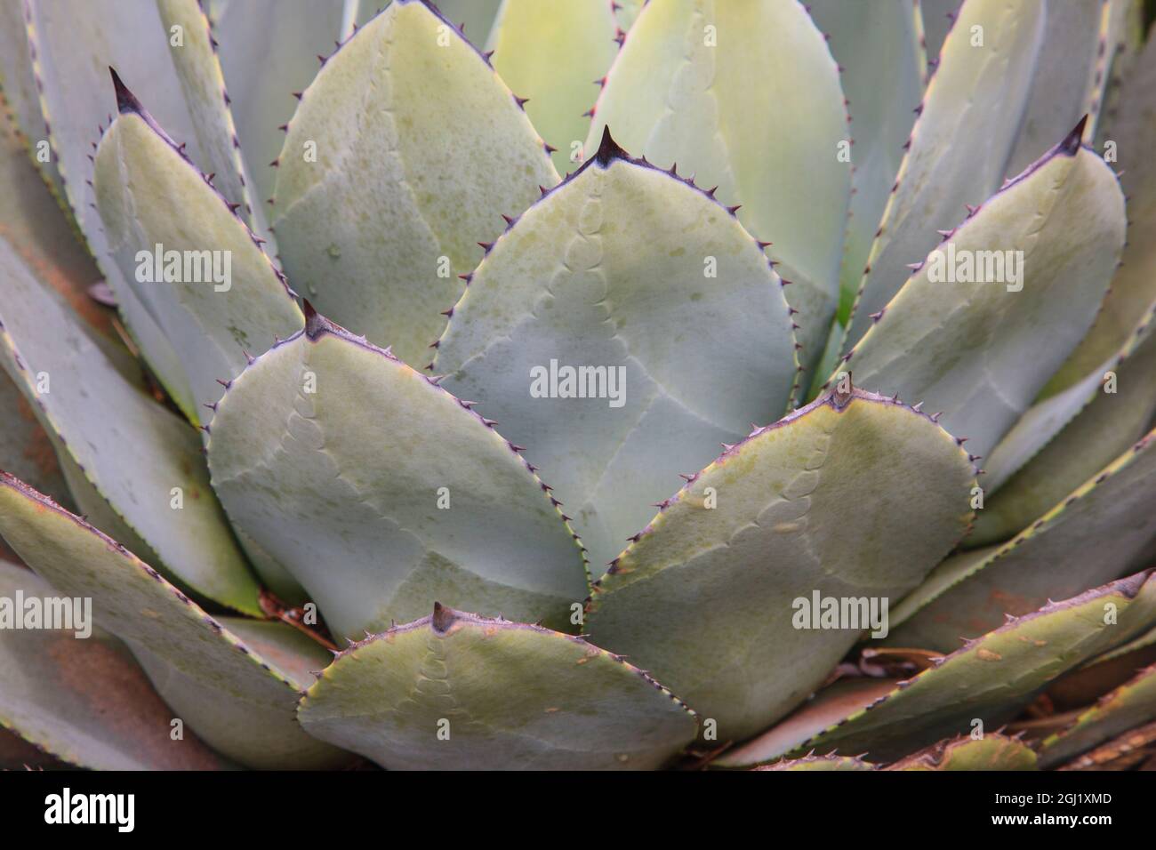 Agave de Parry ou agave mescal. Banque D'Images