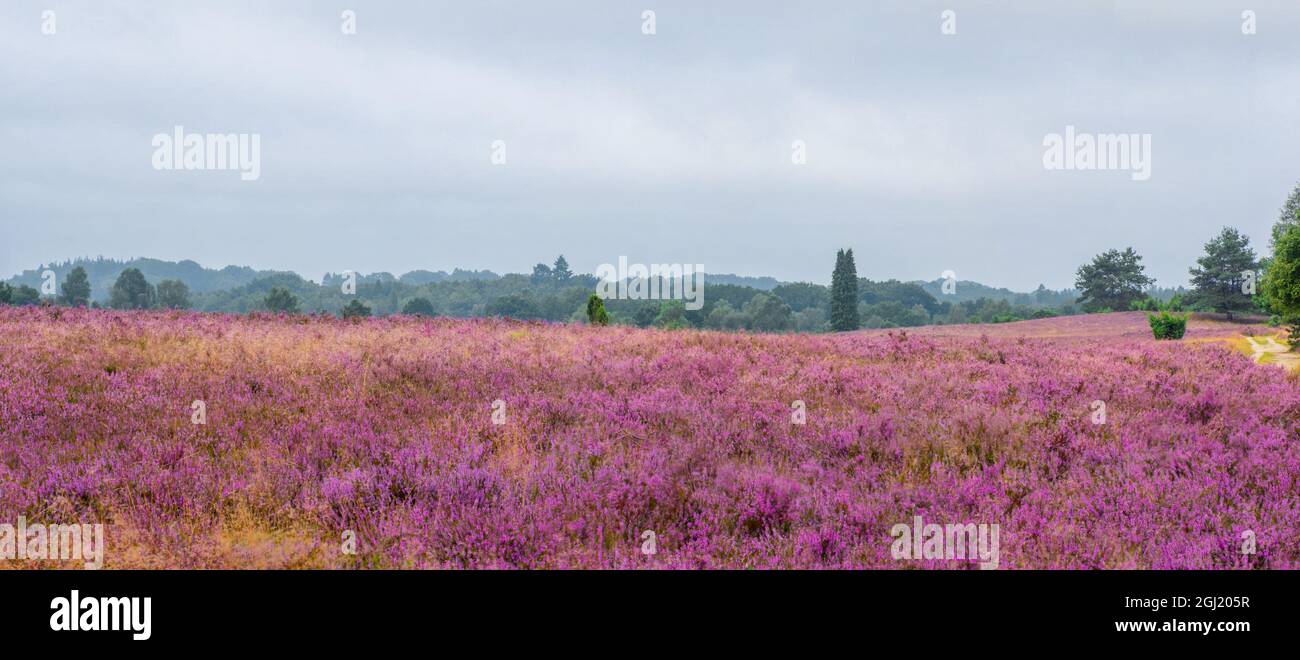 Vue panoramique sur l'arbre de cyprès de Lawson, âgé de 180 ans, et de 19 m de haut, au sud de la montagne Wilseder, dans la Heath de Lueneburg, dans le nord de l'Allemagne Banque D'Images