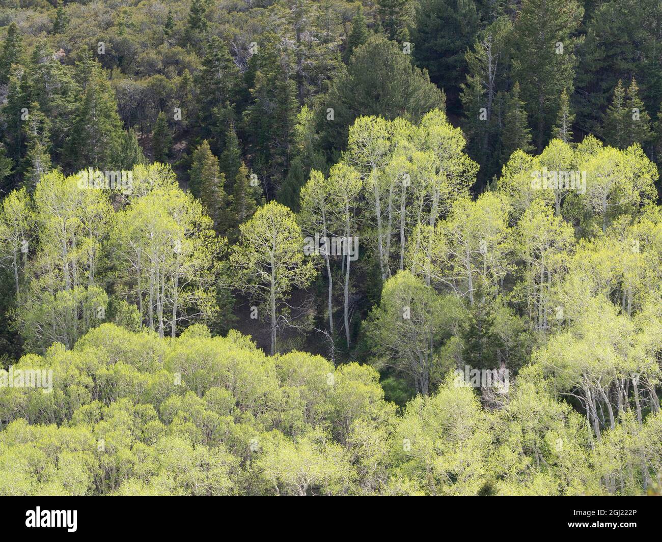 Aspen grove depuis Mather Overlook, Wheeler Peak Scenic Drive, parc national de Great Basin, Nevada Banque D'Images