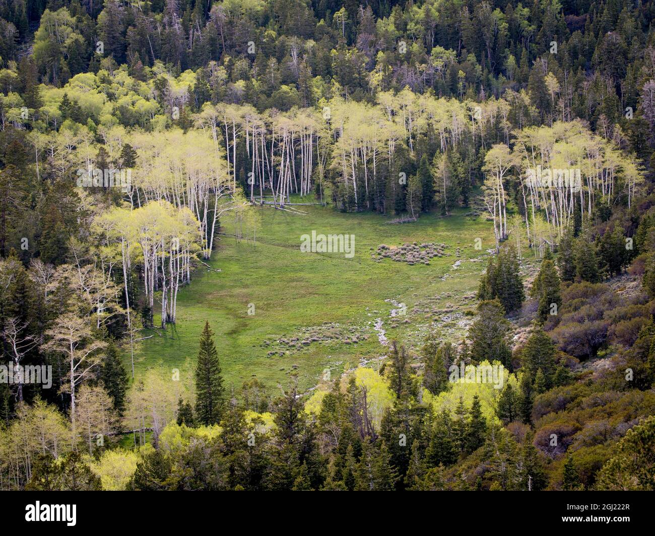 Prairie entourée de tremble, de Mather Overlook, Wheeler Peak Scenic Drive, parc national de Great Basin, Nevada Banque D'Images