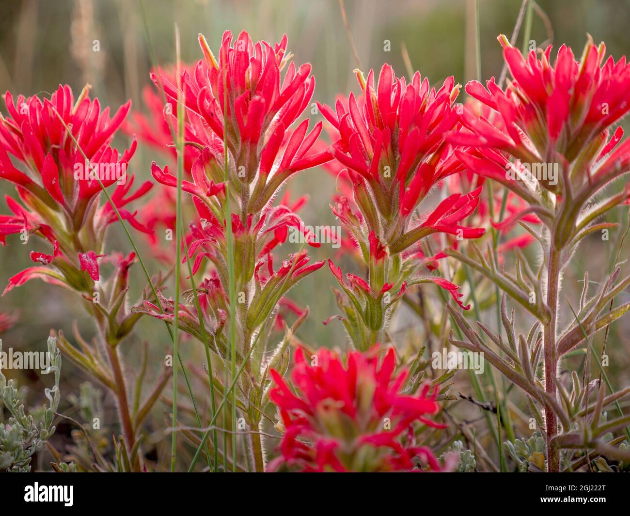 Fleurs peintes, parc national de Great Basin, Nevada Banque D'Images
