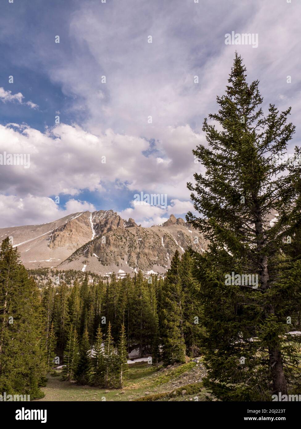 Spruce, Wheeler Peak, parc national de Great Basin à 10,000 pieds, après la fin de Wheeler Peak Scenic Drive, Nevada Banque D'Images