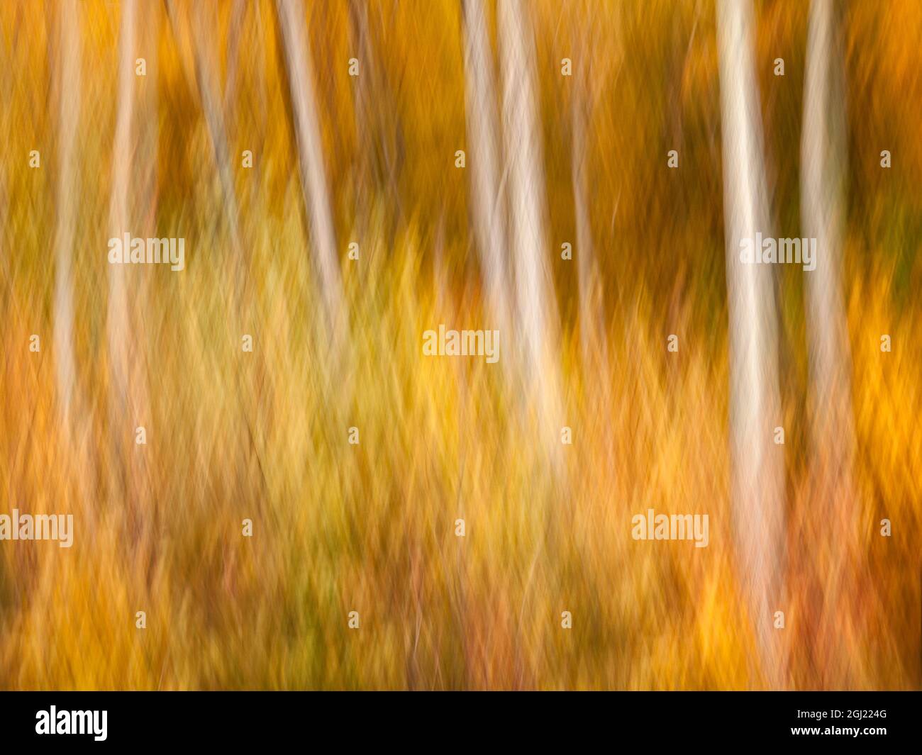 États-Unis, New Hampshire, White Mountains, Résumé des érables et du bouleau blanc en automne Banque D'Images