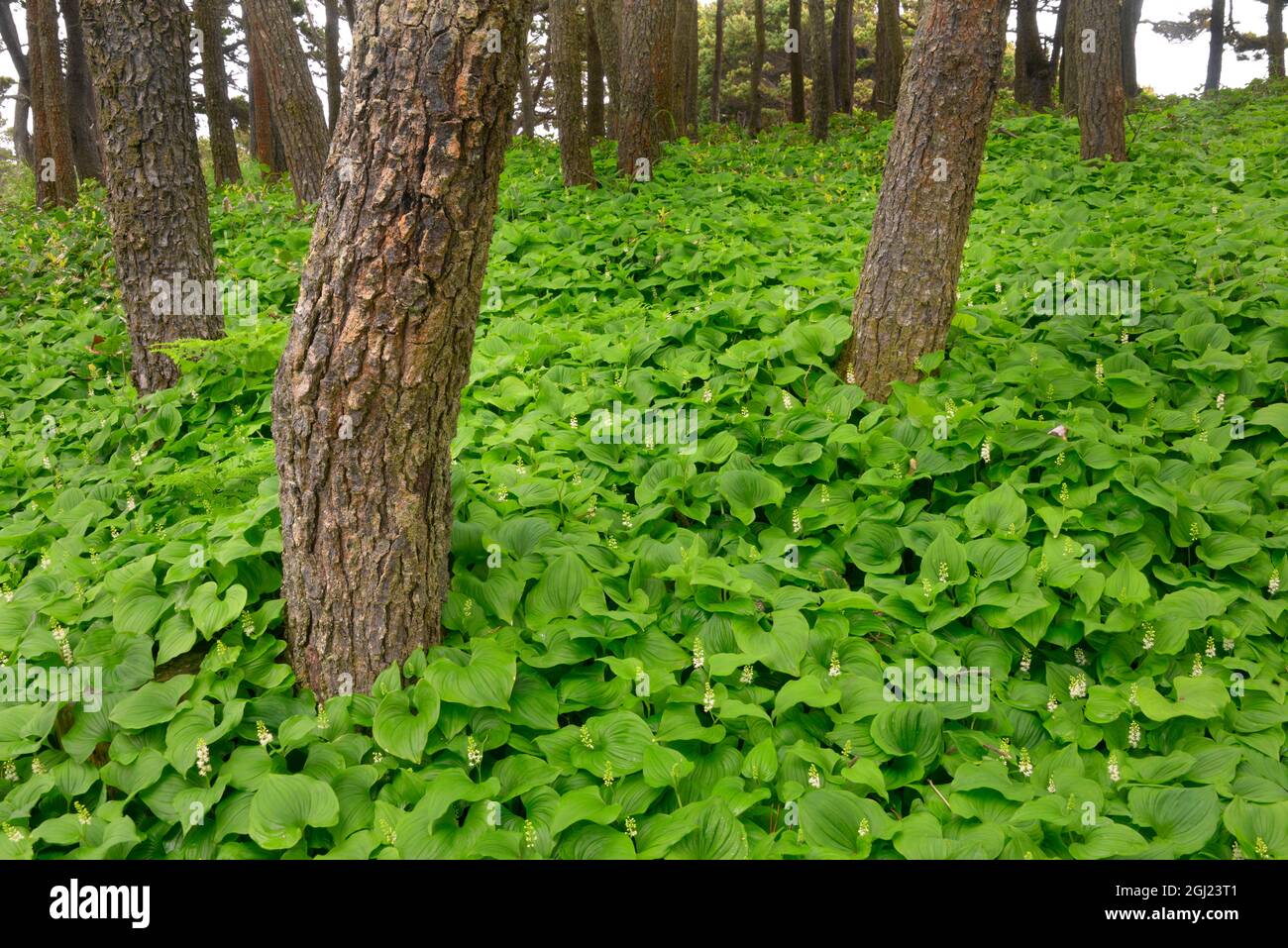 États-Unis, Oregon, comté de Lincoln. Plantes de muguet et épinettes de sitka. Banque D'Images