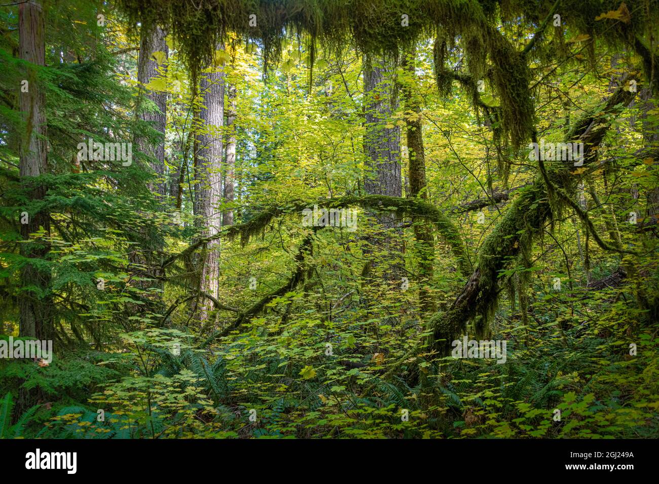 Arbres chargés de mousse le long du sentier de la rivière McKenzie, Cascade Mountains, Oregon. Banque D'Images