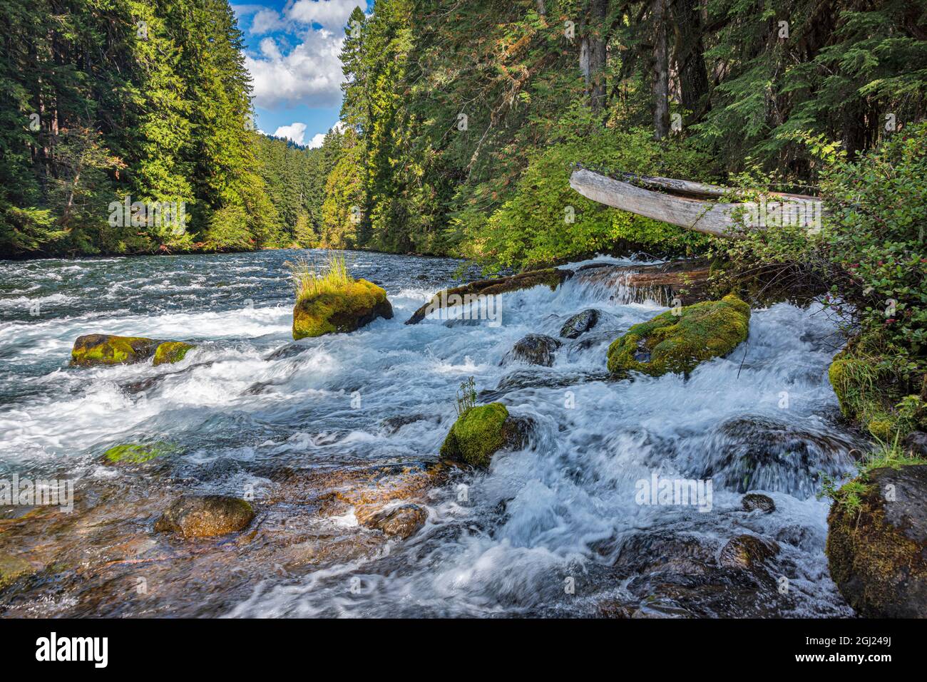 Confluent du ruisseau Olalie avec la rivière McKenzie, les montagnes Cascade, le comté de Linn, la forêt nationale de Willamette, Oregon. Banque D'Images