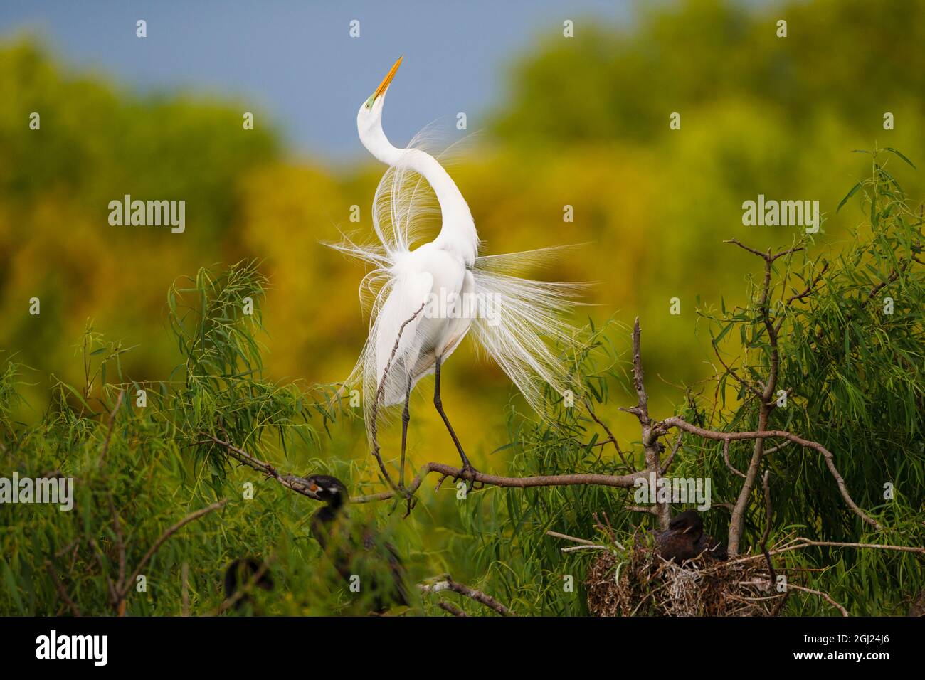 Grande Aigrette (Ardea alba) des profils Afficher Banque D'Images