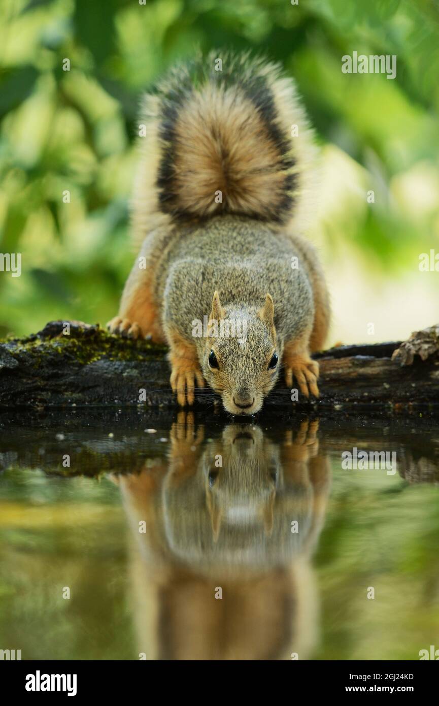 Fox est l'Écureuil roux (Sciurus niger), des profils de boire, Hill Country, Texas, États-Unis Banque D'Images