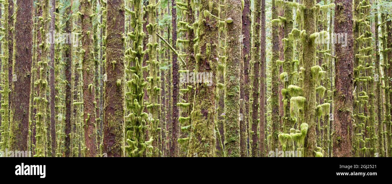 États-Unis, Washington, Parc national olympique. Vue panoramique sur les troncs d'arbres mousseux dans la forêt tropicale de Hoh River. Crédit : Don Paulson / Galerie Jaynes / DanitaDelimo Banque D'Images