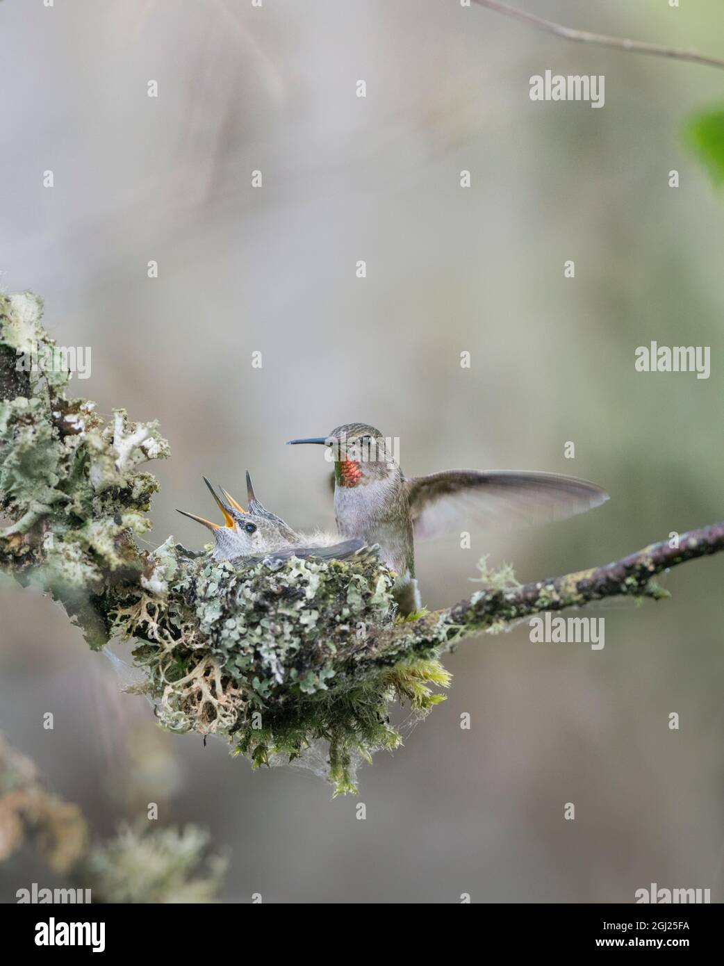 USA. L'État de Washington. Femelle adulte (Calypte anna's Hummingbird anna) atterrit à tasse nest contenant deux poussins mendicité. Banque D'Images