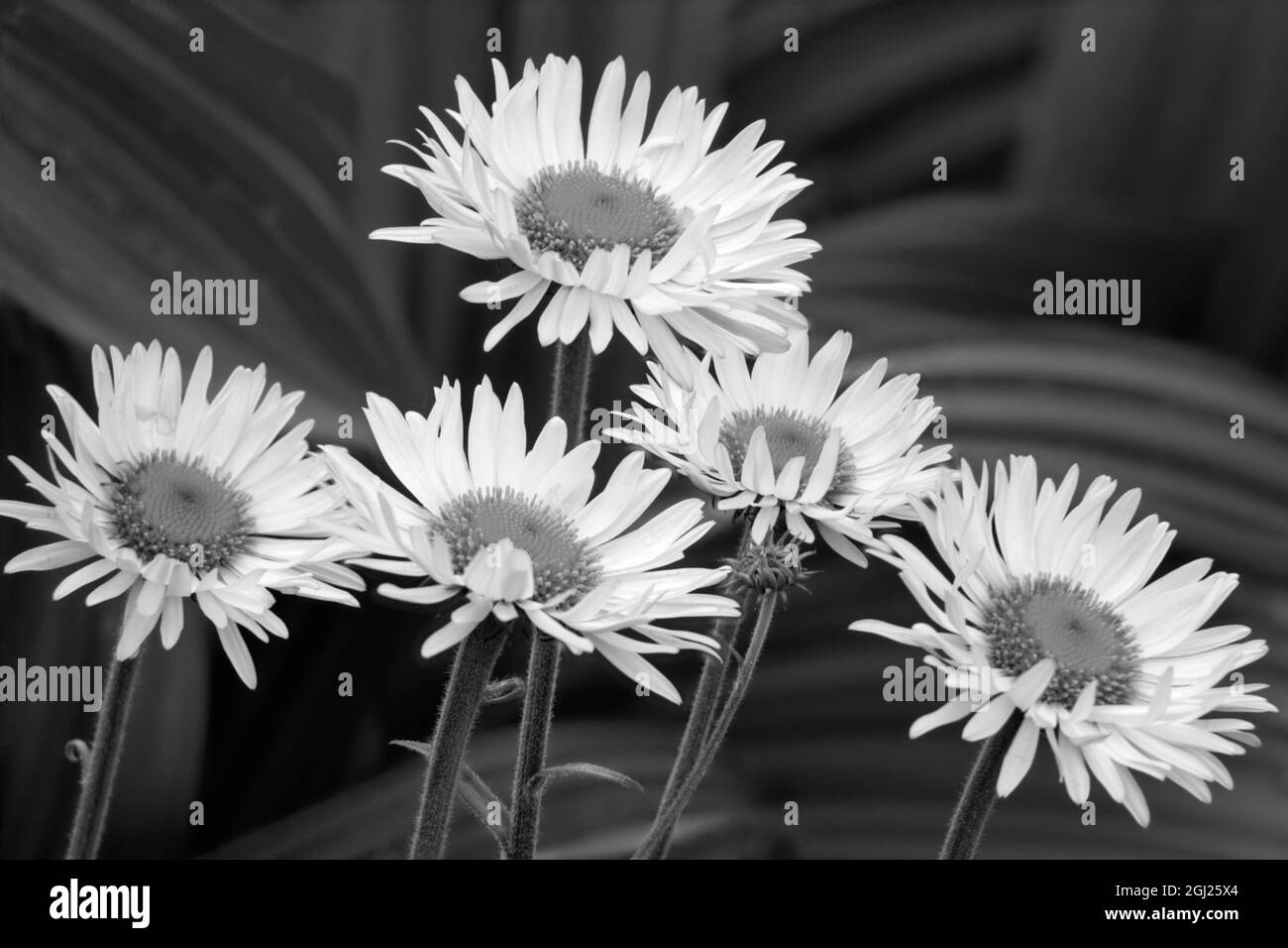 États-Unis, État de Washington. Parc national du Mont Rainier, fleabane d'aster ou Marguerite de montagne. Banque D'Images