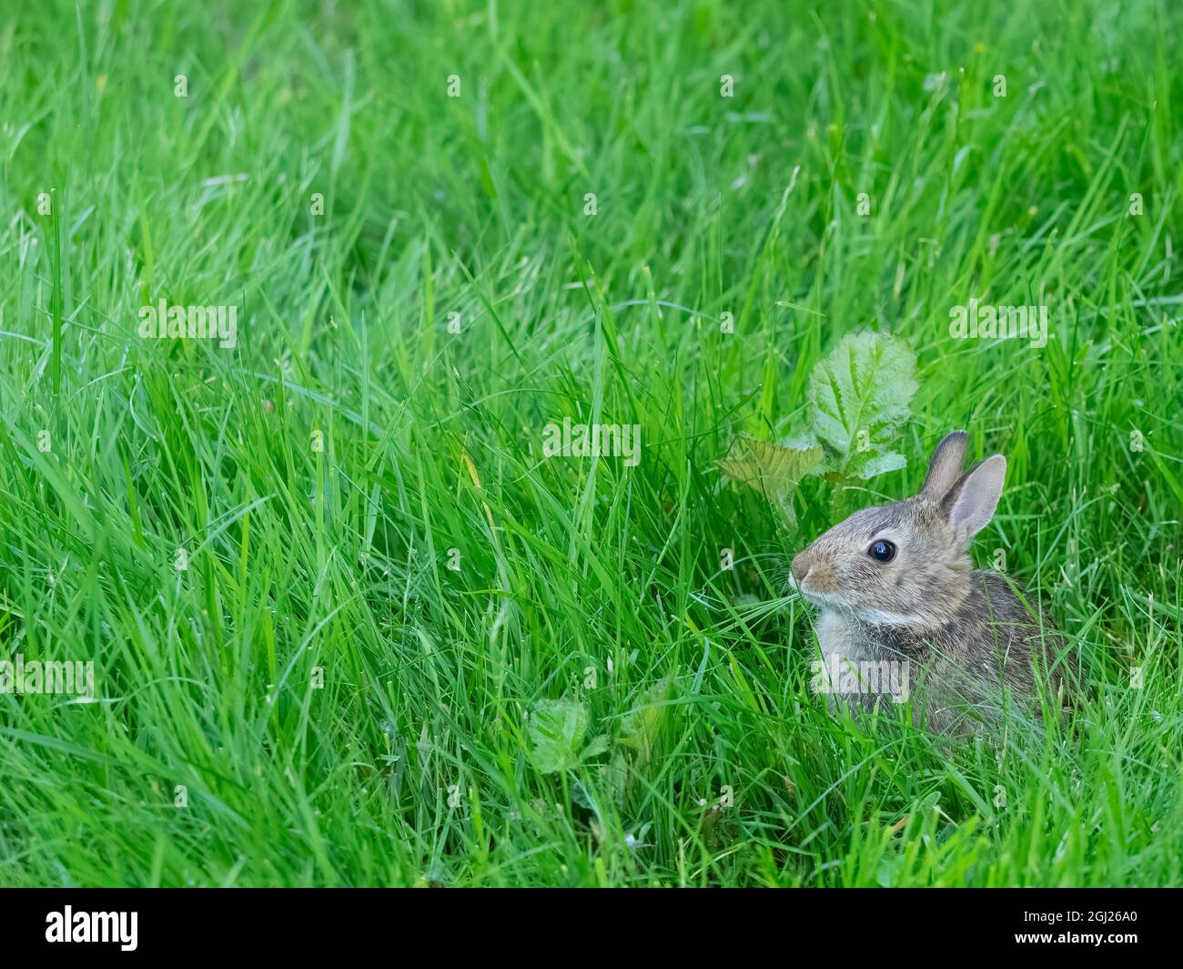 Etat De Washington Queue De Cotonnelle Orientale Bebe Lapin Mangeant Photo Stock Alamy