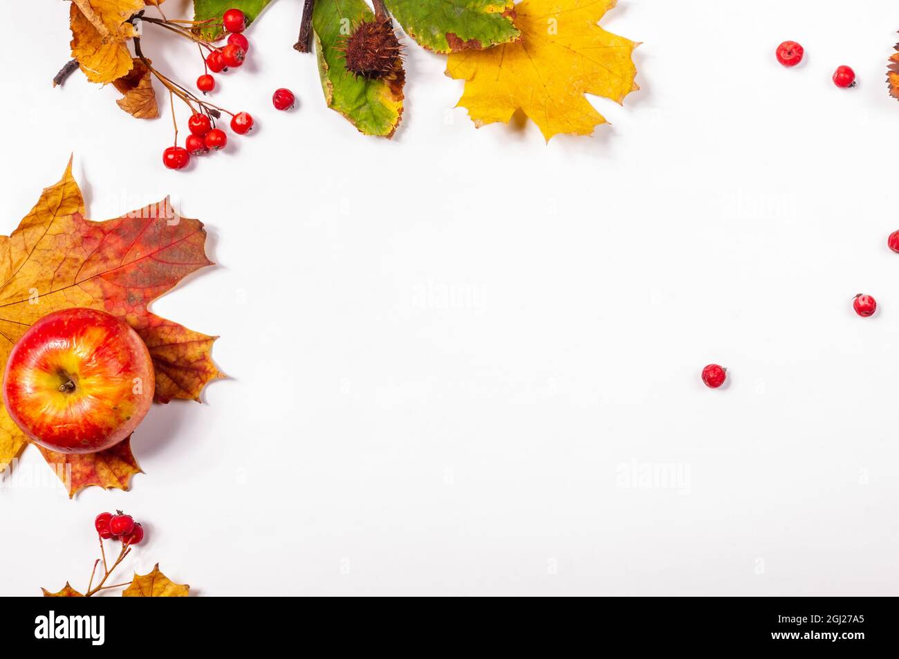 Composition artistique d'automne - feuilles séchées variées, citrouilles, fruits, baies de rowan sur fond blanc.Automne, automne, halloween, Thanksgiving Day concept Banque D'Images