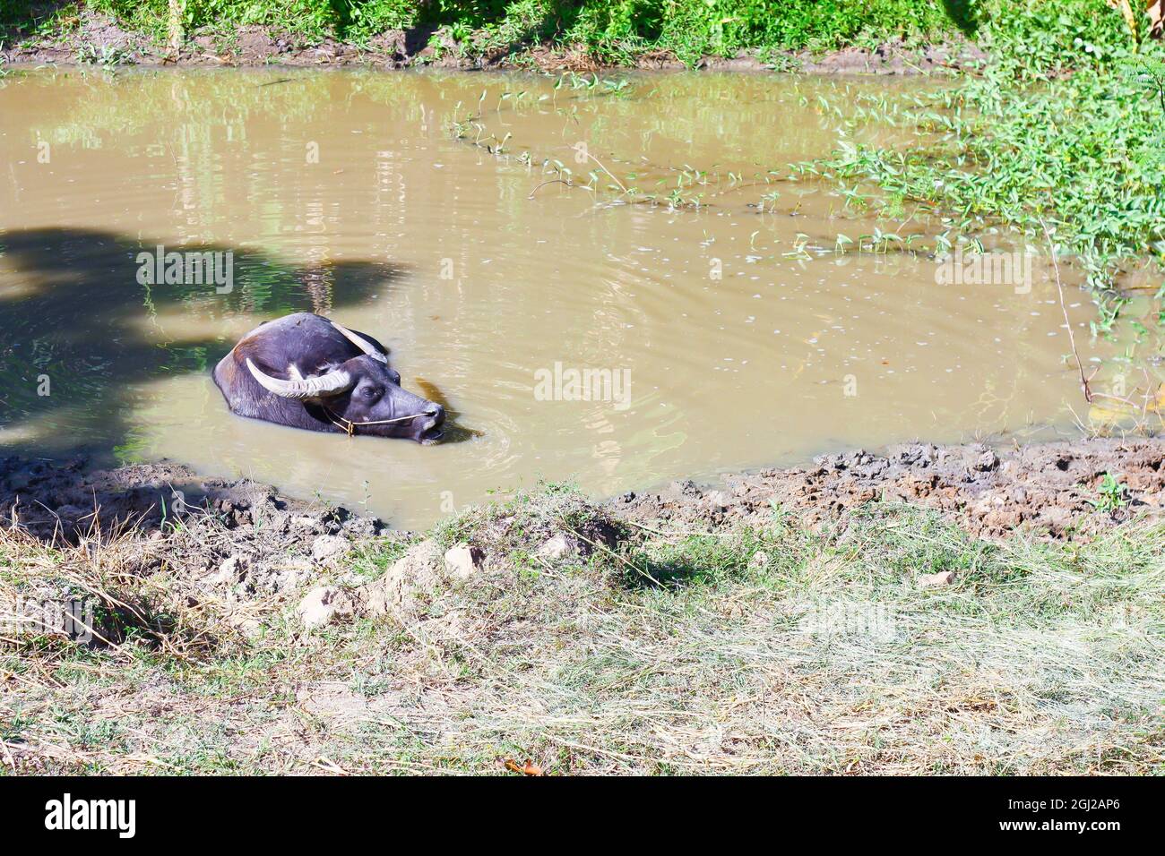 Les buffles d'eau s'imprégnent de l'étang pour se détendre et se rafraîchir par temps chaud en Asie du Sud-est. Banque D'Images