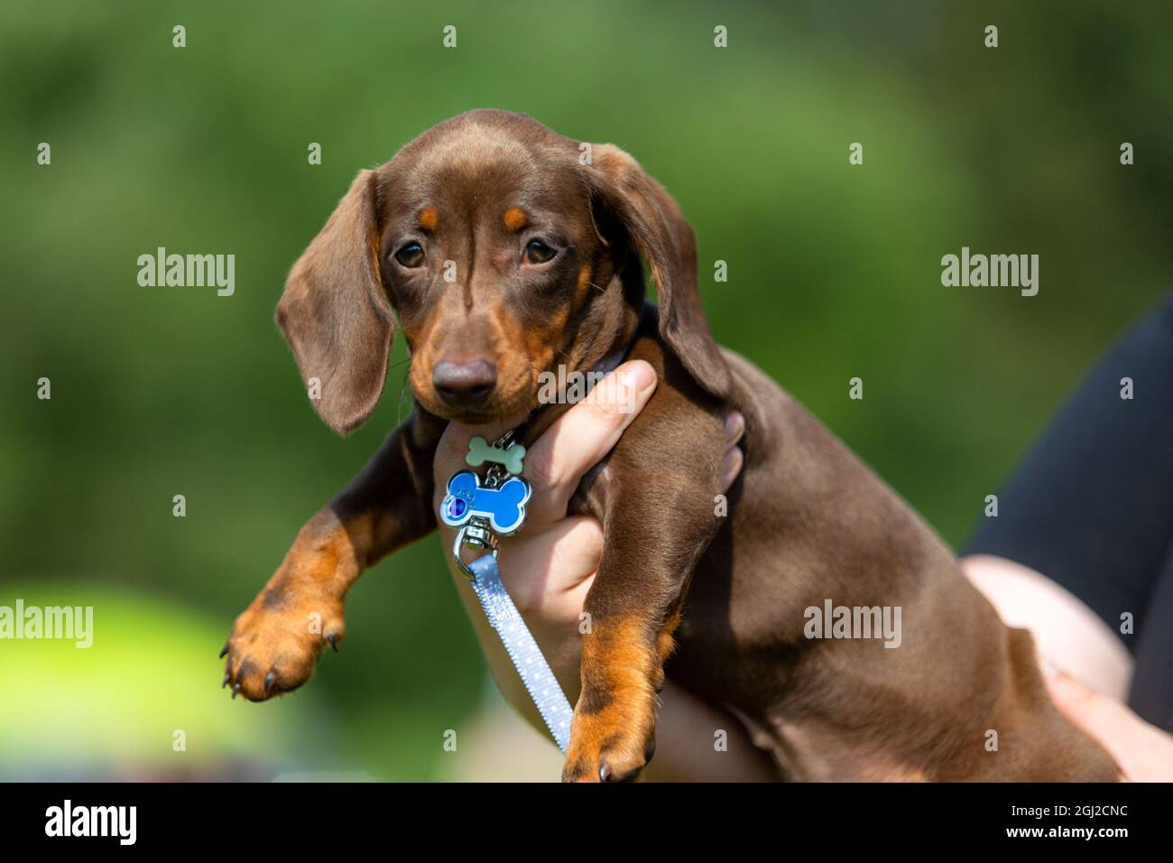 Le chiot de Dachshund étant tenu entre les mains du propriétaire Banque D'Images