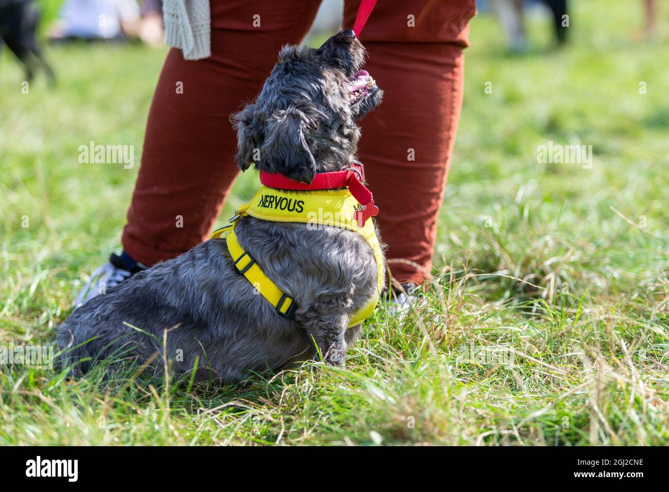 Chien portant une étiquette nerveuse pour aider le public, Royaume-Uni Banque D'Images