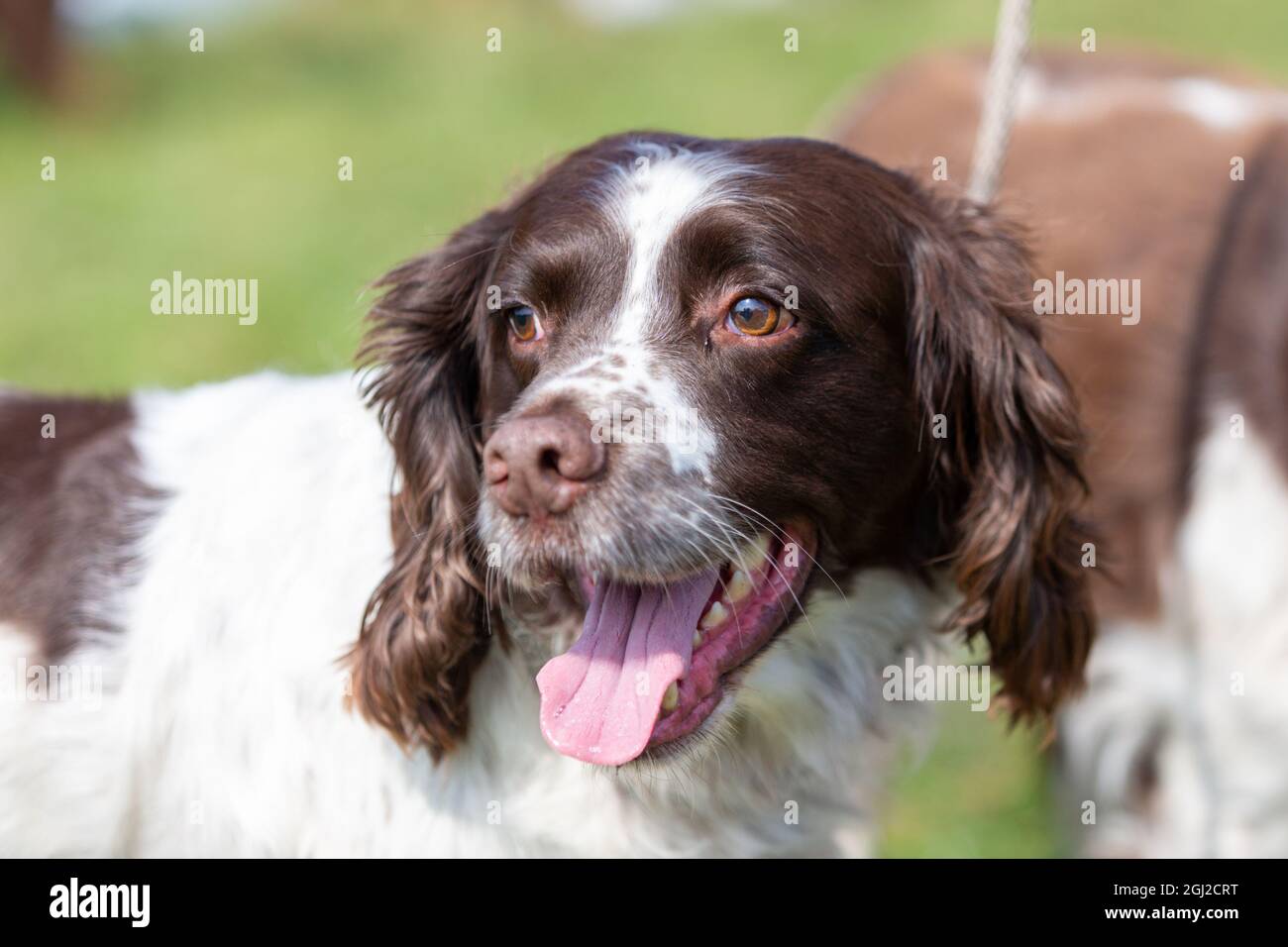 Blanc D'isolement Anglais D'épagneul De Cocker Photo Stock - Image Du