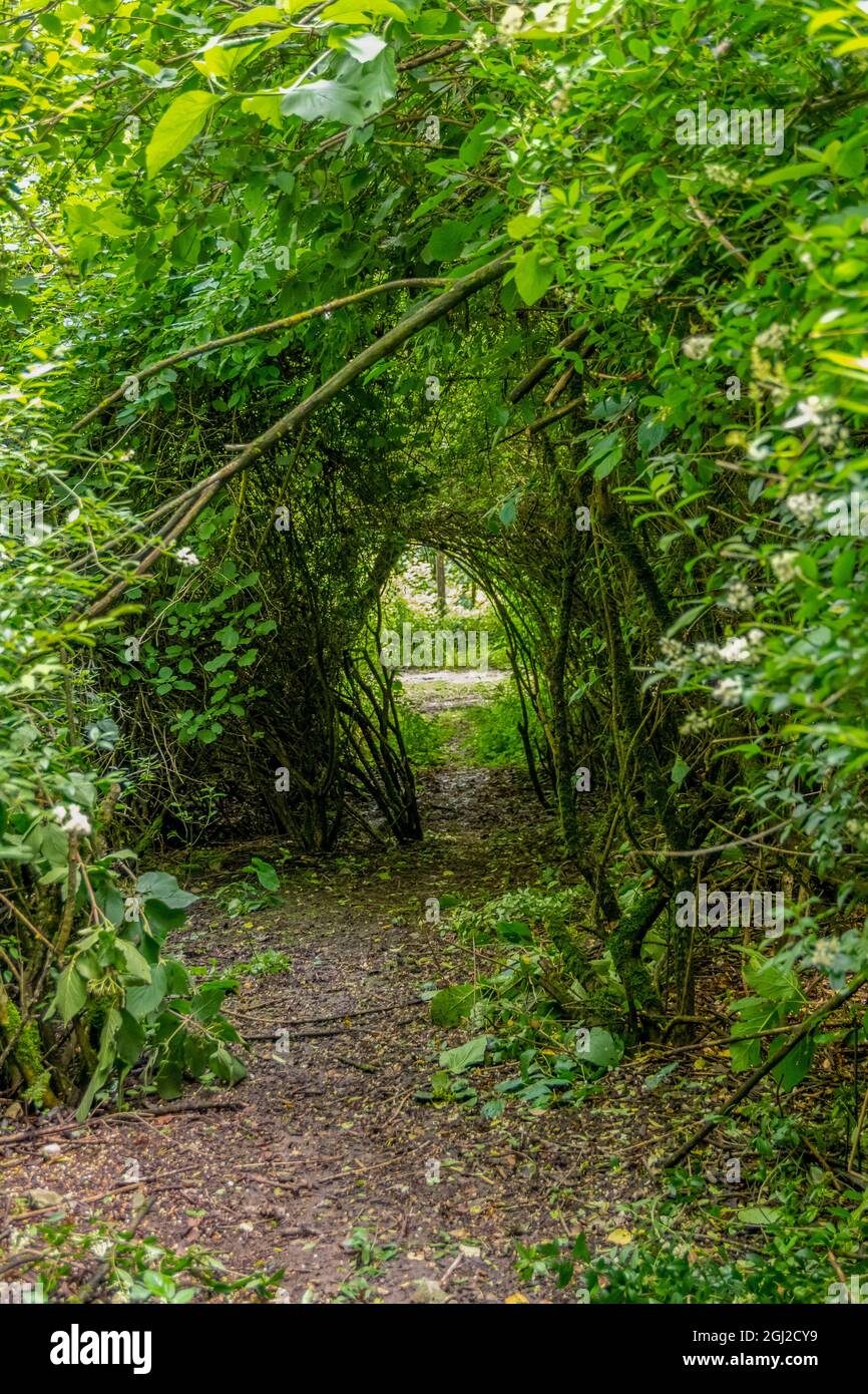 Passage à travers la végétation verte dense de Twiggy Banque D'Images