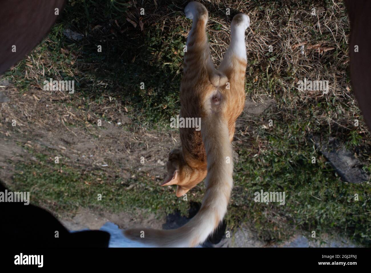 Perspective De Chat Orange Du Cote Testicule Du Chat Le Chat Abandonne Est A La Recherche De Son Humain Photo Stock Alamy