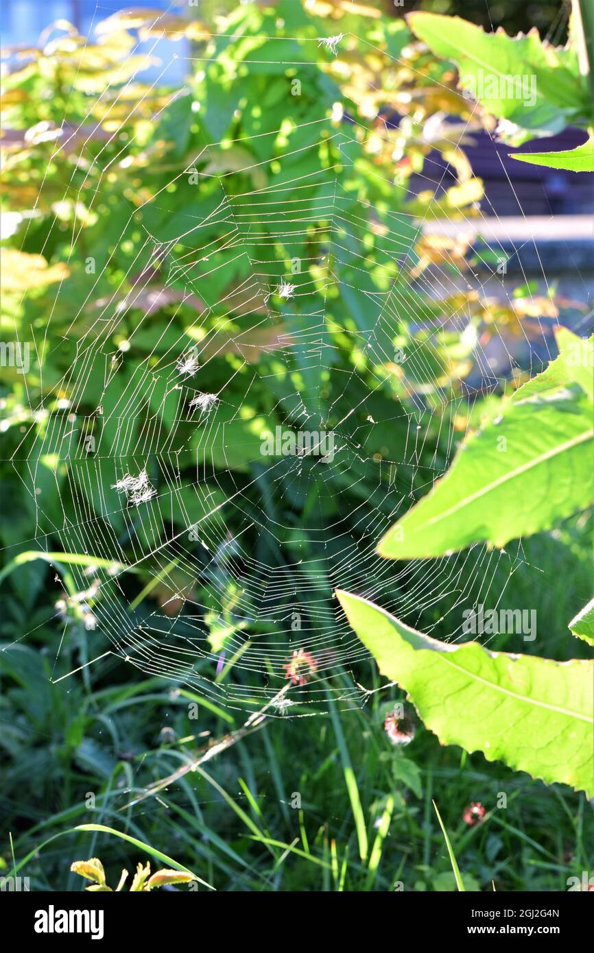 Toile d'araignée entre les plantes vertes comme un gros plan Banque D'Images