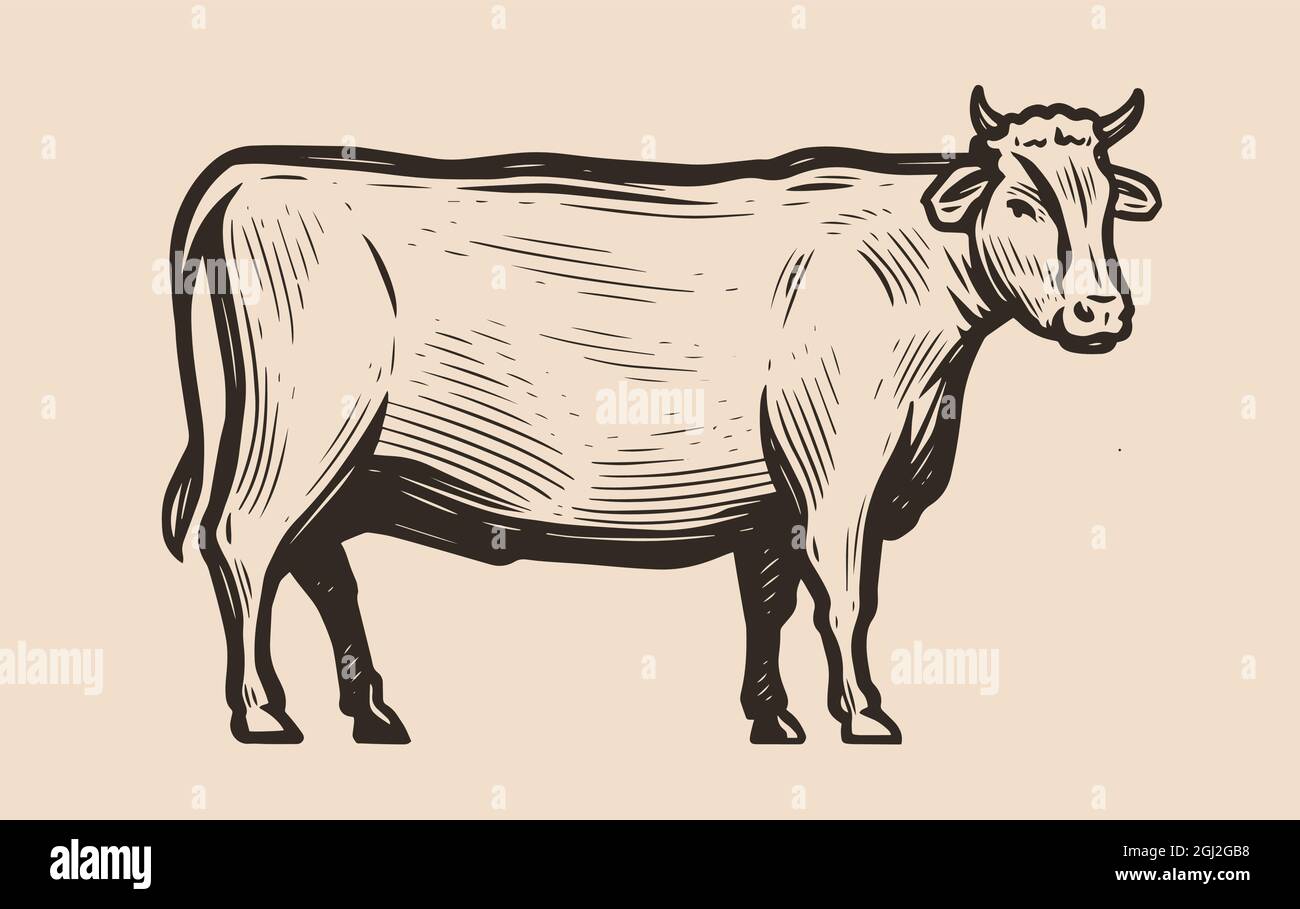 La vache est debout en pleine croissance, vue latérale. Viande de bœuf, concept de boucherie. Illustration vectorielle Illustration de Vecteur