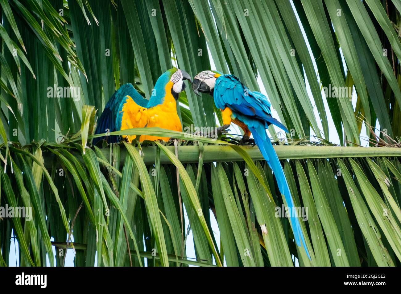 Aras bleus et jaunes (ara ararauna) luttant dans un arbre. Aras perching dans un palmier. Perroquets jouant ensemble. Banque D'Images Aras bleus et jaunes (ara ararauna) luttant dans un arbre. Aras perching dans un palmier. Perroquets jouant ensemble. Banque D'Images
