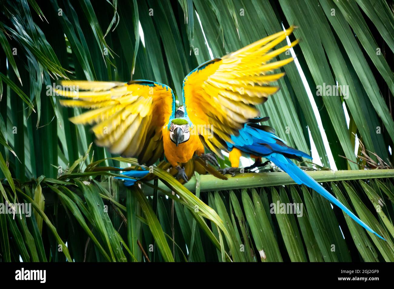 Deux aras bleus et jaunes (ara ararauna) dans un palmier, l'un volant à l'appareil photo avec ses ailes se propagées. Banque D'Images Deux aras bleus et jaunes (ara ararauna) dans un palmier, l'un volant à l'appareil photo avec ses ailes se propagées. Banque D'Images