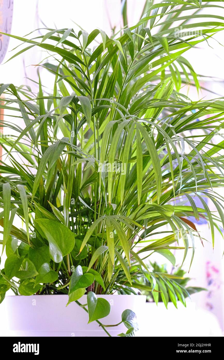 Grand Parlor Palm (Chamaedorea elegans) en pot Banque D'Images