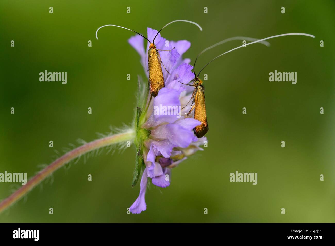 Le papillon des fées de nemophora metallica, Valais, Suisse Banque D'Images